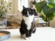 11 Things You Didn’t Know About Tuxedo Cats