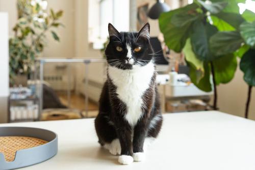 11 Things You Didn’t Know About Tuxedo Cats