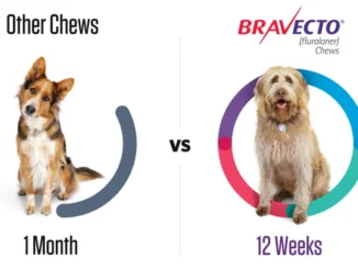 Bravecto Chews vs Topical