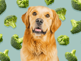 Can Dogs Eat Broccoli?