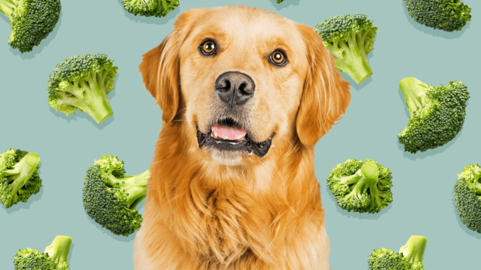 Can Dogs Eat Broccoli?