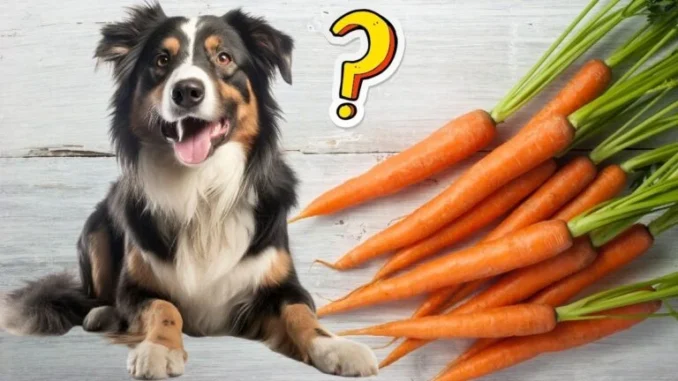 Can Dogs Eat Carrots?