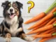 Can Dogs Eat Carrots?