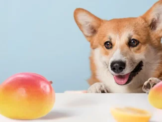 Can Your Dog Eat Mango