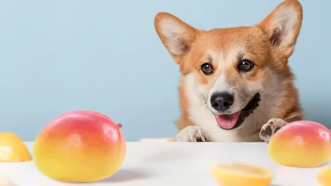 Can Your Dog Eat Mango