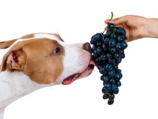 Can Dogs Eat Grapes? What You Need to Know