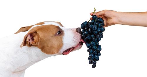 Can Dogs Eat Grapes? What You Need to Know