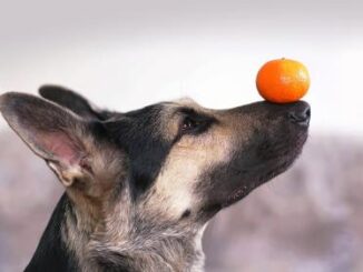 Can Dogs Safely Eat Oranges? Find Out