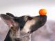 Can Dogs Safely Eat Oranges? Find Out