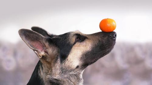 Can Dogs Safely Eat Oranges? Find Out