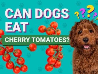 Is It Safe to Feed Dogs Tomatoes?