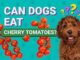 Is It Safe to Feed Dogs Tomatoes?