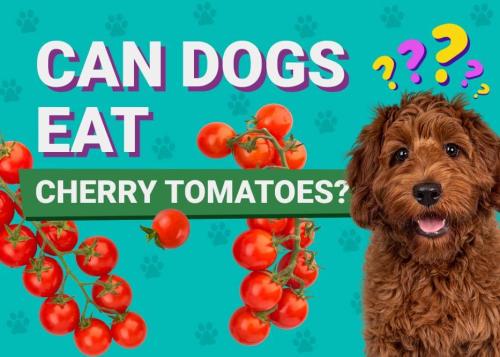 Is It Safe to Feed Dogs Tomatoes?