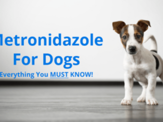 Metronidazole: Uses and Benefits for Dogs