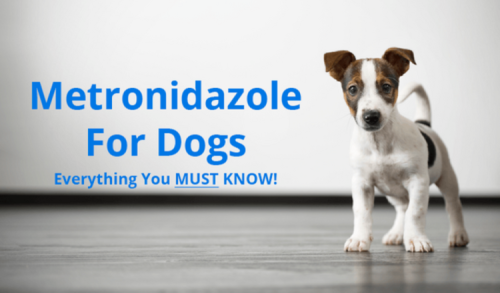 Metronidazole: Uses and Benefits for Dogs