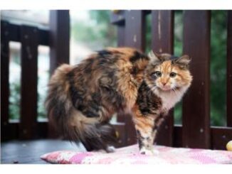 Tortoiseshell Cats: Unique Facts and Traits