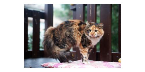 Tortoiseshell Cats: Unique Facts and Traits