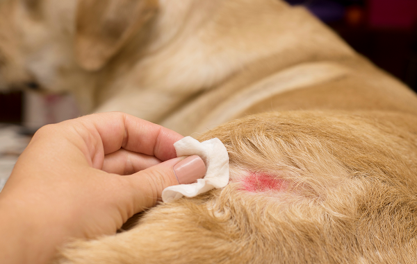 Is Ointment Safe for Pets? Here’s What You Need to Know