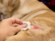 Is Ointment Safe for Pets? Here’s What You Need to Know