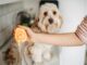 Can Dogs Safely Enjoy Oranges? Here’s What You Need to Know