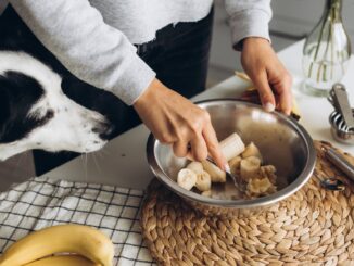 The Surprising Benefits of Bananas for Dogs