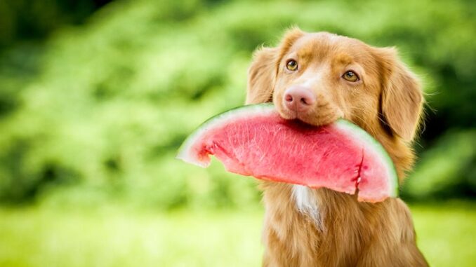 Can Dogs Eat Watermelon? Here’s What Every Pet Owner Should Know