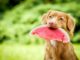 Can Dogs Eat Watermelon? Here’s What Every Pet Owner Should Know