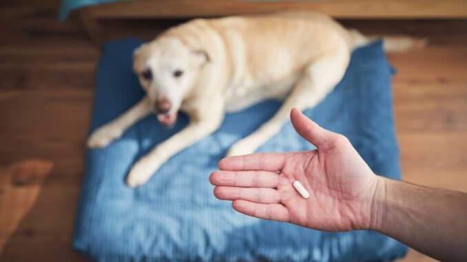 The Benefits and Risks of Using Trazodone for Your Dog’s Anxiety