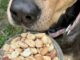 Are Peanuts Safe for Dogs?