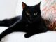 10 Fascinating Facts About Black Cats You Probably Didn’t Know