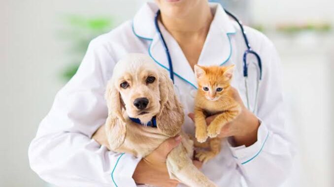 Is MedExpress for Pets the Right Choice for Your Pet’s Health?