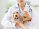 Is MedExpress for Pets the Right Choice for Your Pet’s Health?