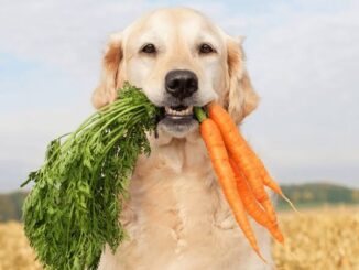 Is It Safe to Share Carrots with Your Dog?