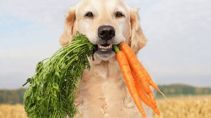 Is It Safe to Share Carrots with Your Dog?