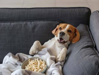 Can Dogs Snack on Popcorn?