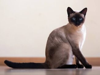 Top 10 Fun Facts About Siamese Cats That Will Surprise You