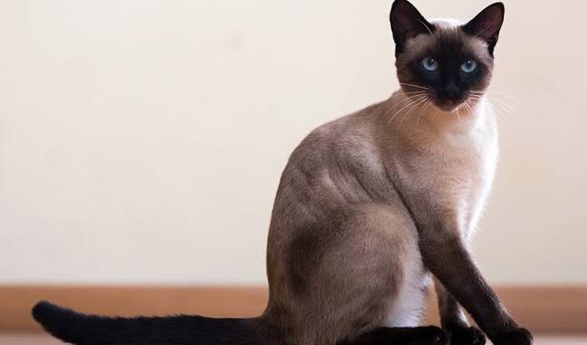 Top 10 Fun Facts About Siamese Cats That Will Surprise You