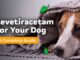 The Benefits of Levetiracetam in Treating Canine Epilepsy