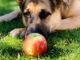 Can Dogs Eat Apples? Here’s What You Need to Know Before Sharing