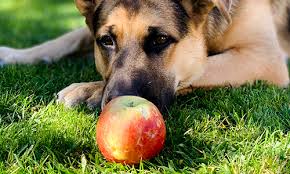 Can Dogs Eat Apples? Here’s What You Need to Know Before Sharing