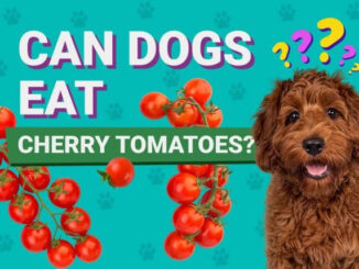 Can Dogs Eat Tomatoes?