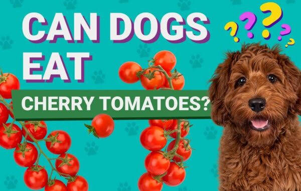 Can Dogs Eat Tomatoes?