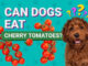 Can Dogs Eat Tomatoes?