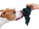 Can Your Dog Have Grapes? The Risks Explained