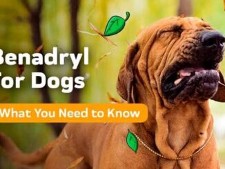 Is Benadryl Safe for Dogs? What Every Pet Owner Needs to Know