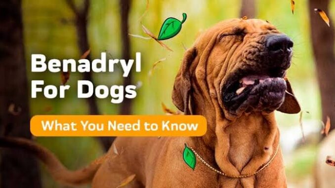 Is Benadryl Safe for Dogs? What Every Pet Owner Needs to Know