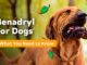 Is Benadryl Safe for Dogs? What Every Pet Owner Needs to Know