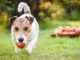 Can Dogs Have Apples? What Every Pet Owner Should Know