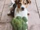 Should You Share Your Broccoli with Your Dog?