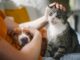 The Benefits of Benazepril for Pets: A Detailed Overview